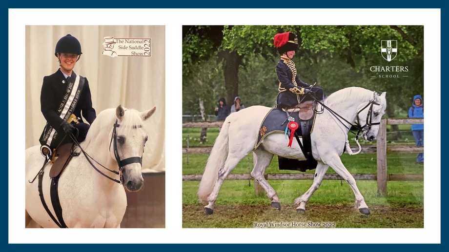 Horse tw blue