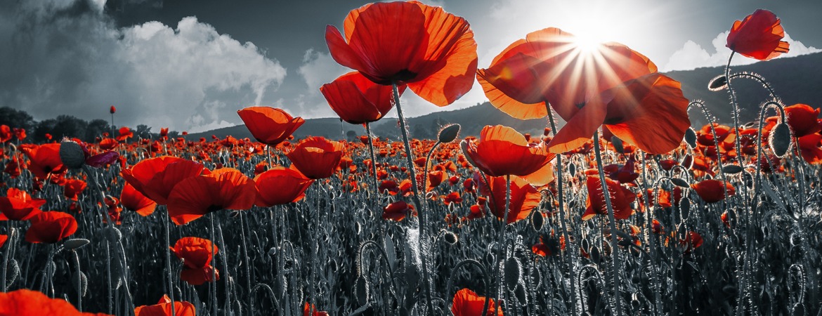 Blog Header Image